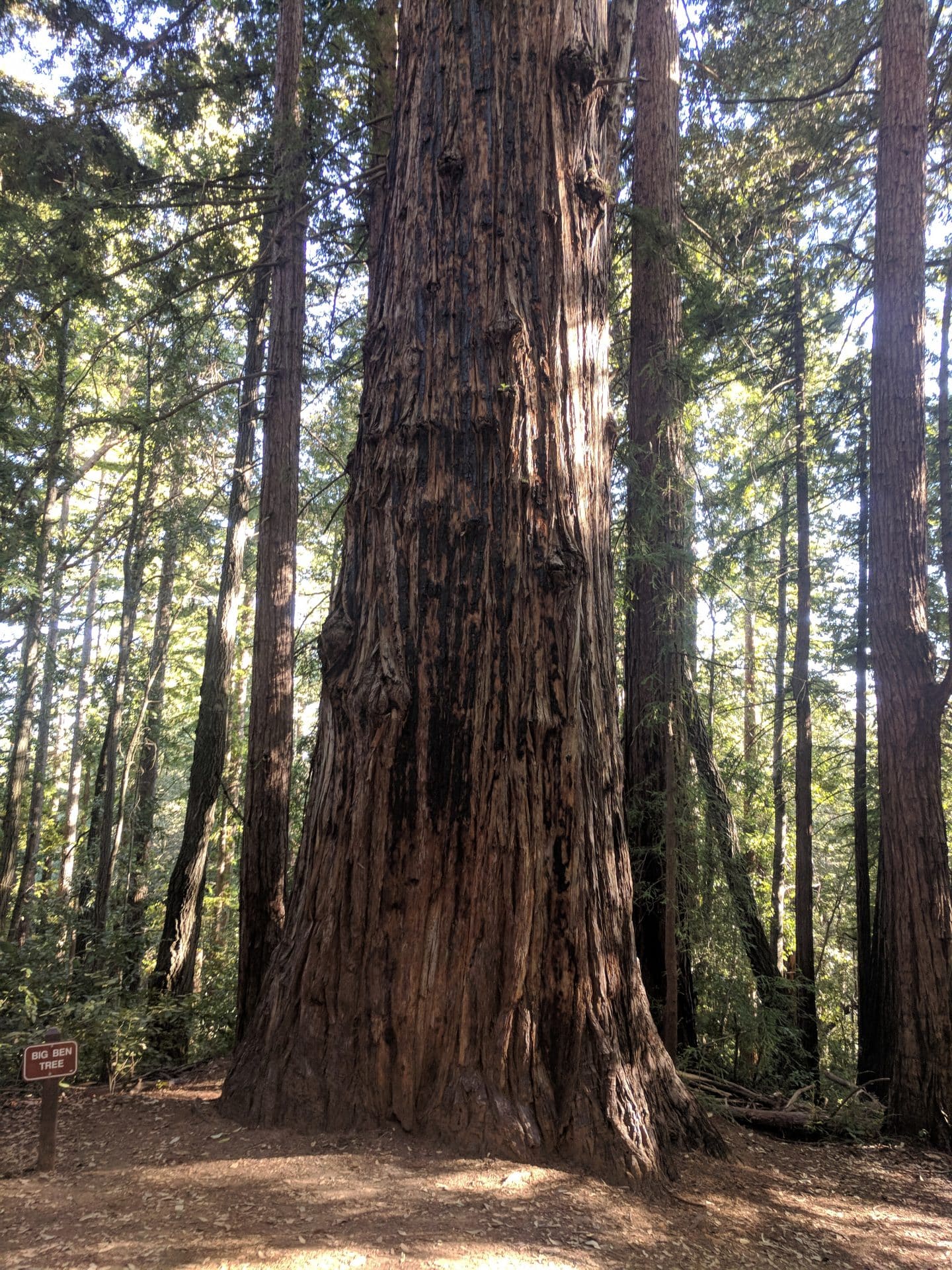 Big Ben Tree via Redwoods Reborn Fall Creek Trail