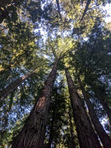 redwood forest vertigo