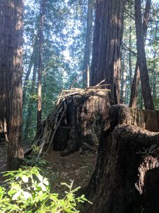 redwood tree trunk shelter