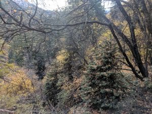 north_kaibab ponderosa pine tree