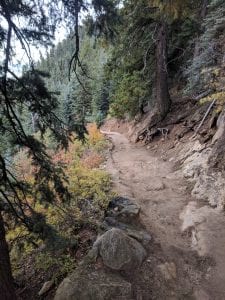 North Kaibab Trail Conifers
